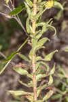 Lynn Haven goldenaster